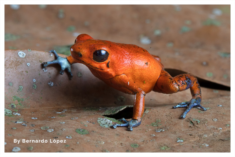 Rana roja venenosa 