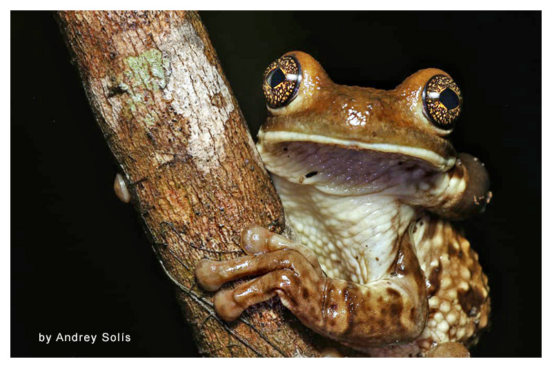 Rana Arborícola Lechosa, Rana Lechera