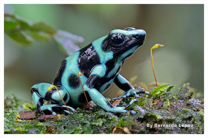 Rana Venenosa Verde y Negro 