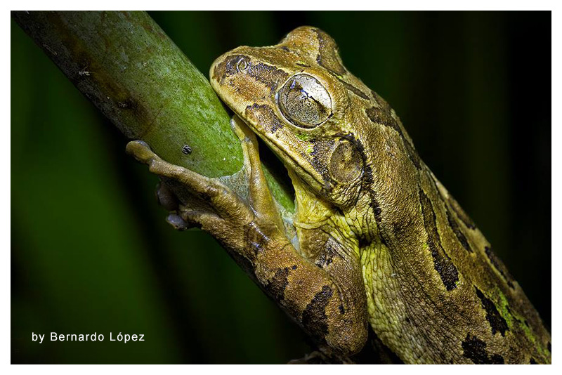 Rana Arborícola Mexicana 