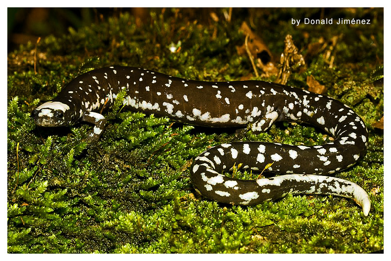 Salamandra 