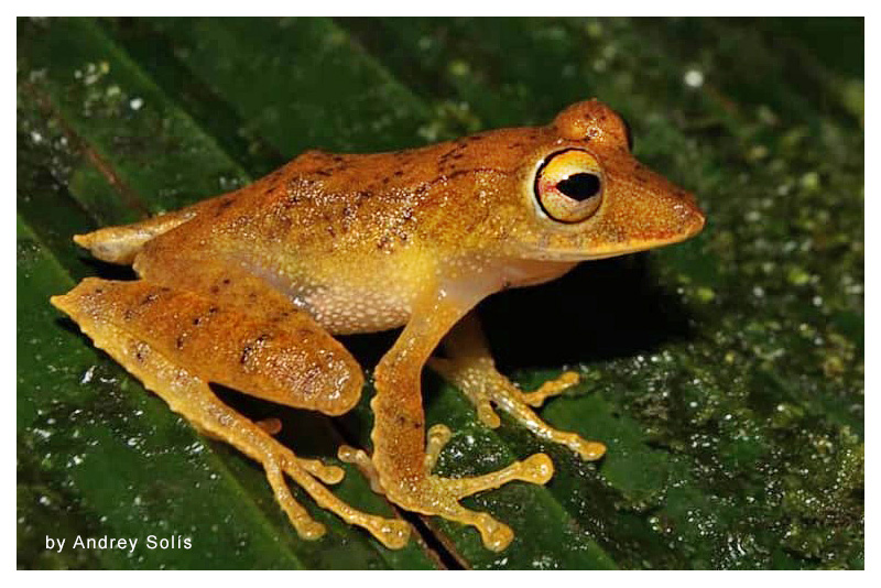 Pristimantis caryophyllaceus