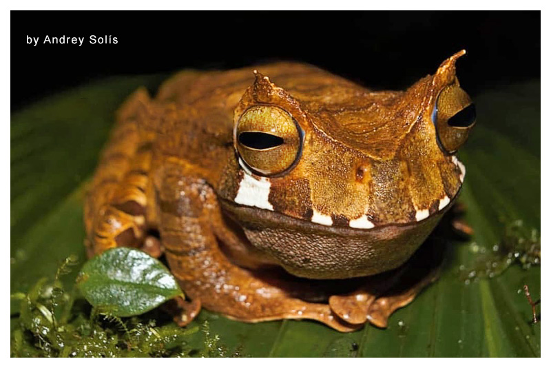 Gastrotheca cornuta