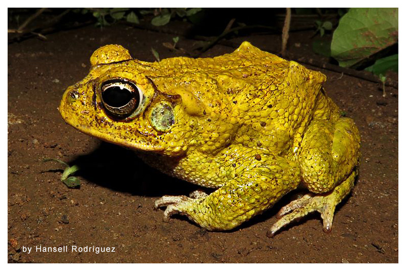 Sapo Amarillo 