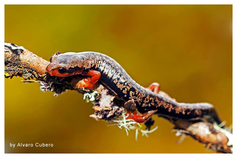 Salamandra de Puntos Amarillos 