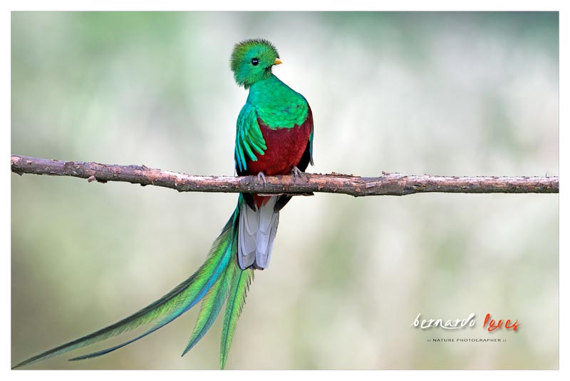 Quetzal (Coludo)