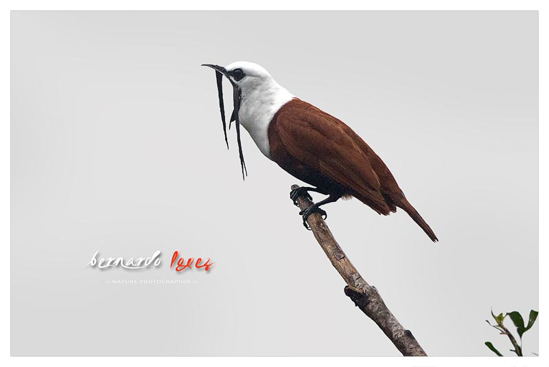 Campanero Tricarunculado (Pájaro Campana- Rin-Ran- Calandria) 