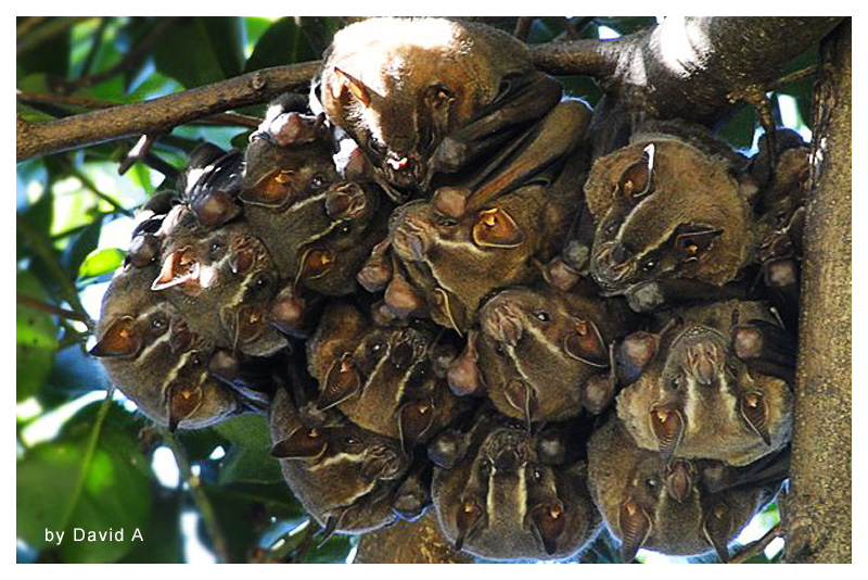 Murciélago Frutero de Jamaica 