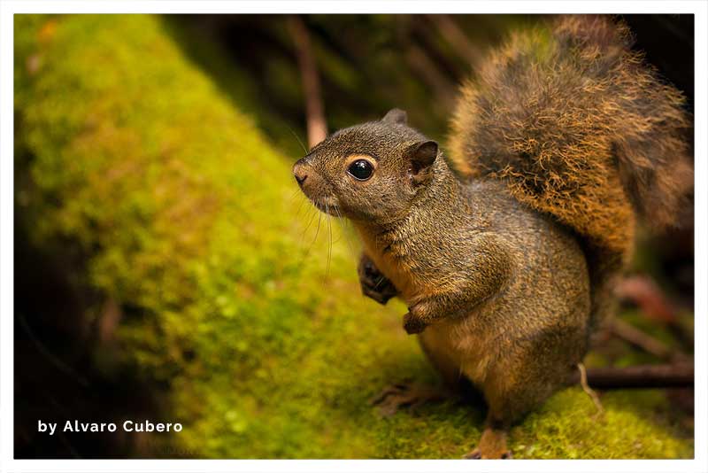 Ardilla Pigmea Montañesa 