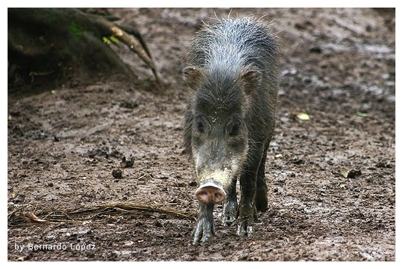 Chancho de Monte 