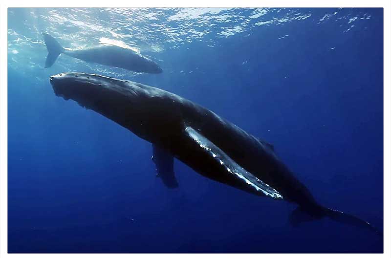 Ballena Jorobada 