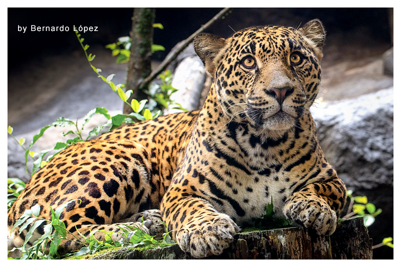 Jaguar 