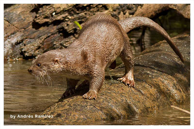 Nutria Neotropical 