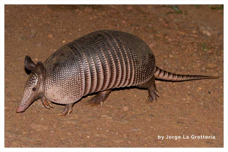 Armadillo,Cusuco 