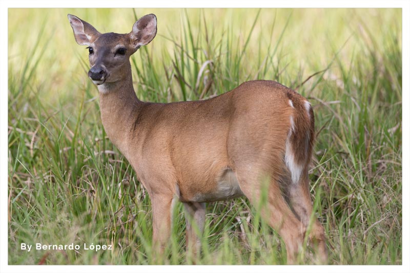 Venado Colablanca 