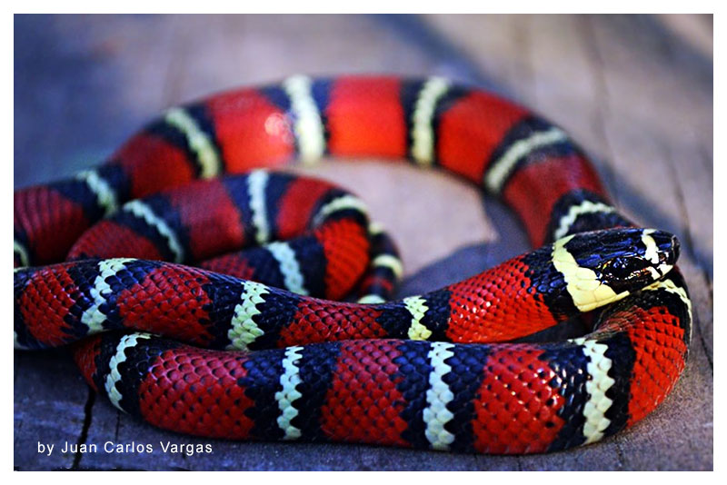 Coral falsa, serpiente de leche 